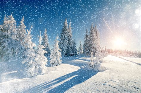 Winter Trees Snow Season Wallpaper Hd Nature K Wallpapers Images And
