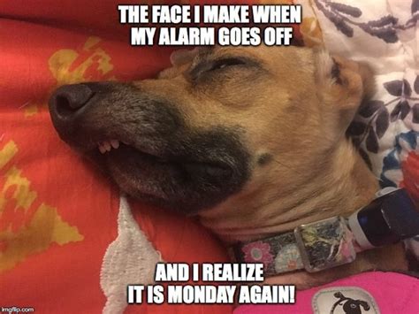 Happy Monday Meme Funny Its Monday Pics And Images