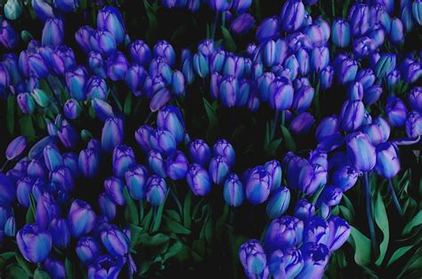 Blue Tulips By Tom Reynen Purple Flowers Garden Tulips Blue Tulips