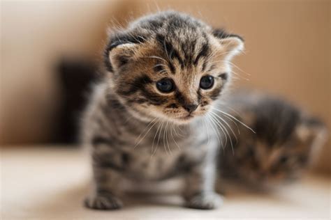 Top 10 Cutest Cat Pictures Of All Time Honorable Mentions Pethelpful
