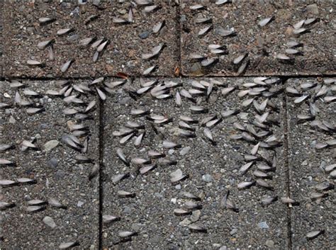 Budget termite & pest control. Termite Control - Saber Exterminating