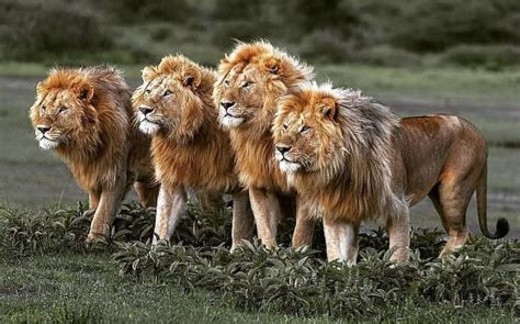 Emperors Of The Savannah Four Male Lions Form A Strong Pride In