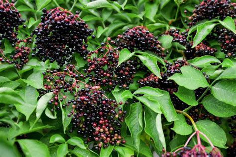 How To Grow And Care For American Elderberry