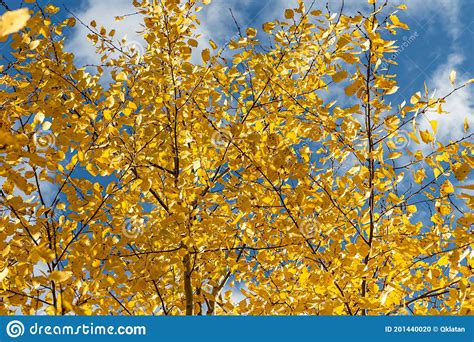 Horizontal Photo Of A Group Of Aspen Trees With Yellow Foliage Is