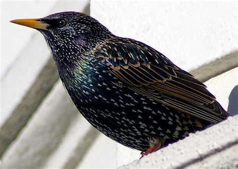 Identification Nebraska Extension Wildlife