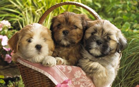 Baby Puppy Wallpapers Wallpaper Cave