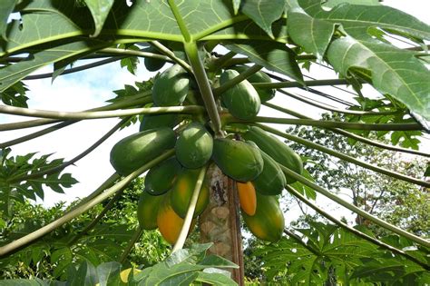 Papayakerne Herkunft Und Anbau Der Papaya Papaya Kernekaufen