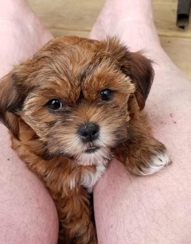 From puppies to seniors, we help dogs of all life stages put their best paw forward with positive dog training classes. Shorkie Tzu Puppy for Sale - Adoption, Rescue for Sale in ...