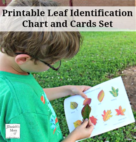 Printable Leaf Identification Chart And Cards Set