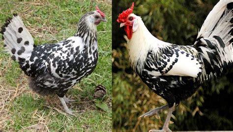 10 beautiful black and white feathered chicken breeds