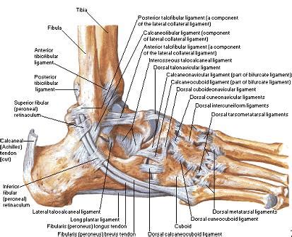 These parts are also responsible for different actions such as jumping, climbing, walking and running. Becoming Invincible: Self Soft-tissue Mobilization (How to ...