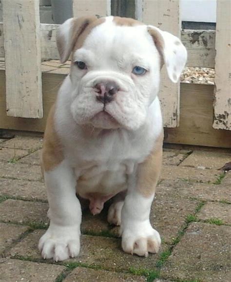 American bulldog puppies and dogs. American Bulldog puppy. Favorite breed of dog by far! Now ...