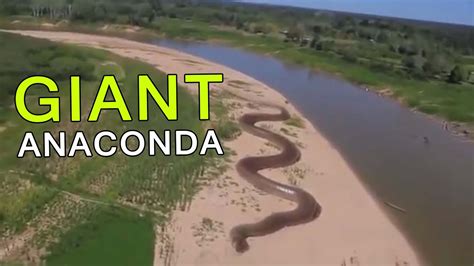 Giant Anaconda Worlds Longest Snake Found In Amazon River