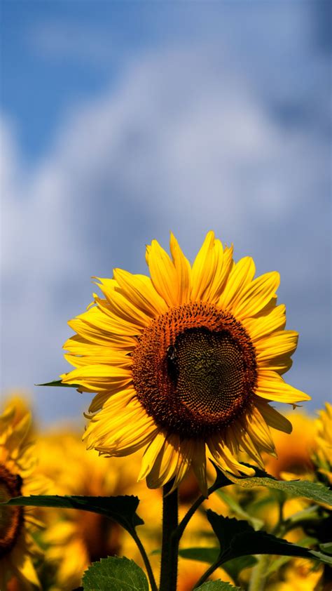 Sunflower, sunflower field, yellow flowers, sunflowers, blossom. Sunflowers iPhone Wallpapers - Top Free Sunflowers iPhone ...