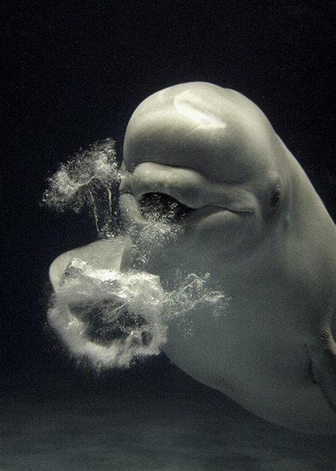Beluga Whales Blowing Bubbles 5 Pics