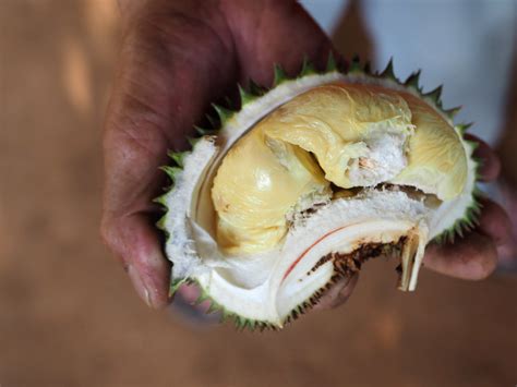 Go Catch Wild Durian Hutan Near Kuala Lumpur Year Of The Durian