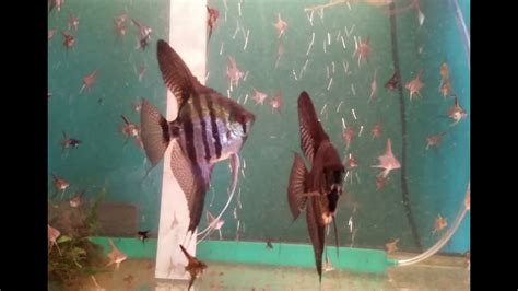 Breeding Angelfish Youtube