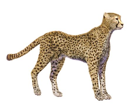Cheetah Display resolution Clip art - cheetah png download ...