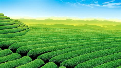 Plants Tea Landscape Wallpapers Hd Desktop And Mobile Backgrounds