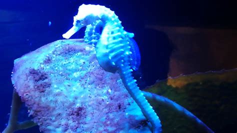 We Go In Search Of Colourful Creatures At Sea Life Sydney