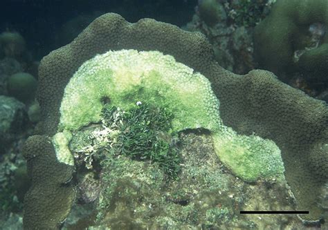White Plague On Colony Of The Caribbean Reef Building Coral Montastraea