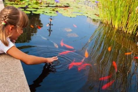 How To Keep Goldfish Alive In An Outdoor Pond Explained