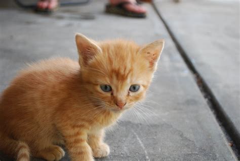 Orange Kitten Cute By Firefoxchibi On Deviantart
