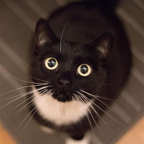 8 Pawsitively Fascinating Facts About Tuxedo Cats Cat Facts Cute