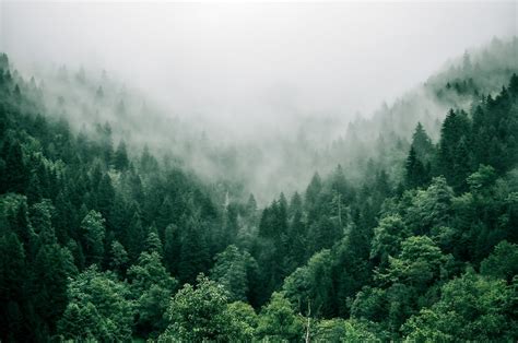 Forest Fog Pictures Download Free Images On Unsplash