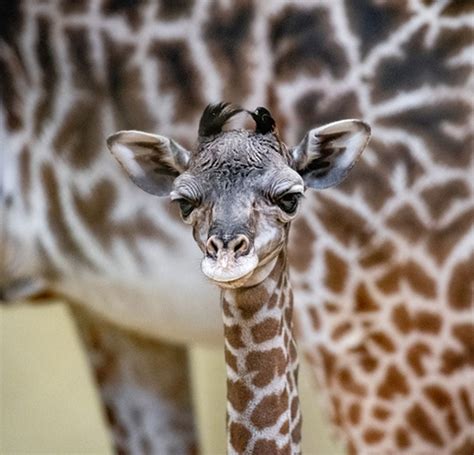See First Look Of Baby Giraffe At Cleveland Metroparks Zoo Around 10 A