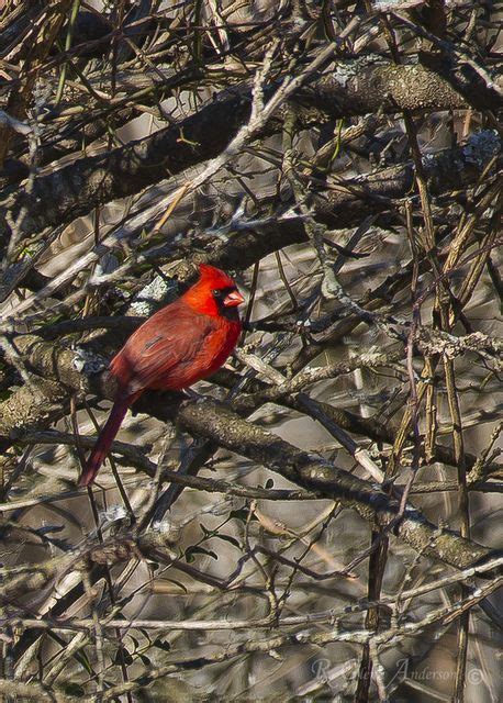 Cardinal Red Birds Pretty Birds Red Ink