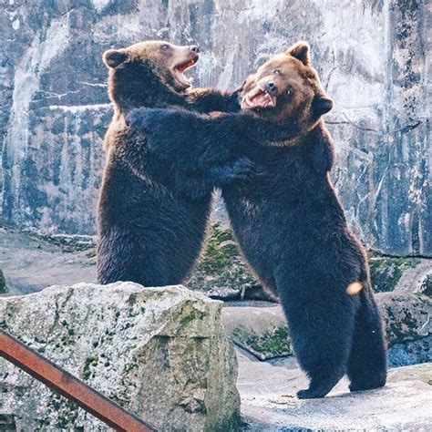 Shannon On Instagram Witnessed An Epic Bear Wrestling Match Today At
