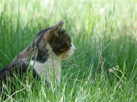 Free Images Nature Grass Meadow Prairie Wildlife Pet Feline