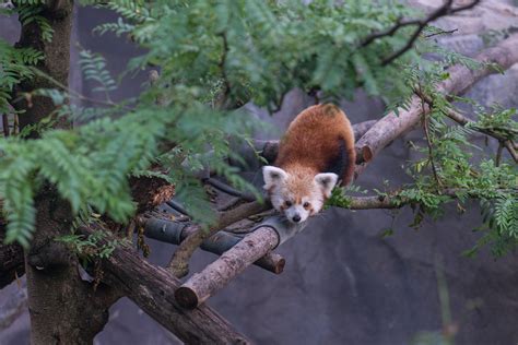 Smithsonians National Zoo Red Panda Rusty Photo Credit A Flickr