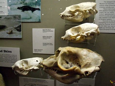 seal skulls of these four seal skulls i only knew about t… flickr