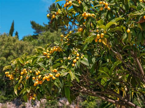 Loquat Definition Fruit History Cultivation Nutrition And Facts
