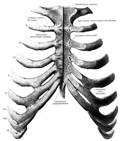 Introduction to the structure of the ribcage and ribs: snake Muscle Anatomy | Pin Sternum Anatomy Diagram on ...