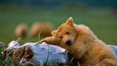 Alaska Peninsula Brown Bear Katmai National Park And Preserve Alaska