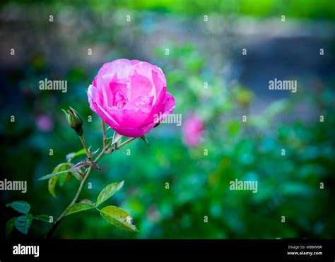 A Red Rose Like Flower Against A Green Field Stock Photo Alamy