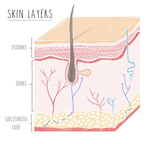 Layers Of The Skin — Skin Depth Dermatology