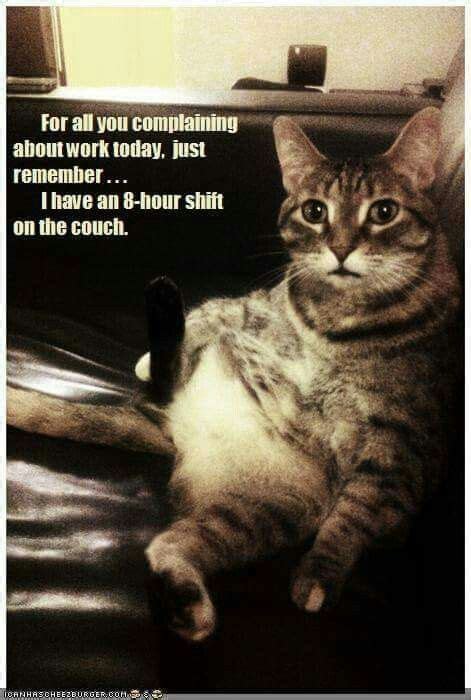 Pin By Cat D On Cats And Kittens Cats And Kittens Funny Cats Day Work