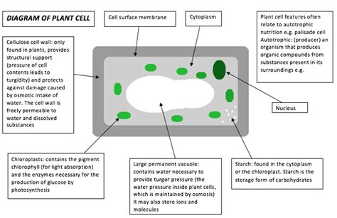 Any diagrams may not be accurately drawn, unless otherwise indicated. Biology GCSE Revision: 2.2 describe cell structures ...
