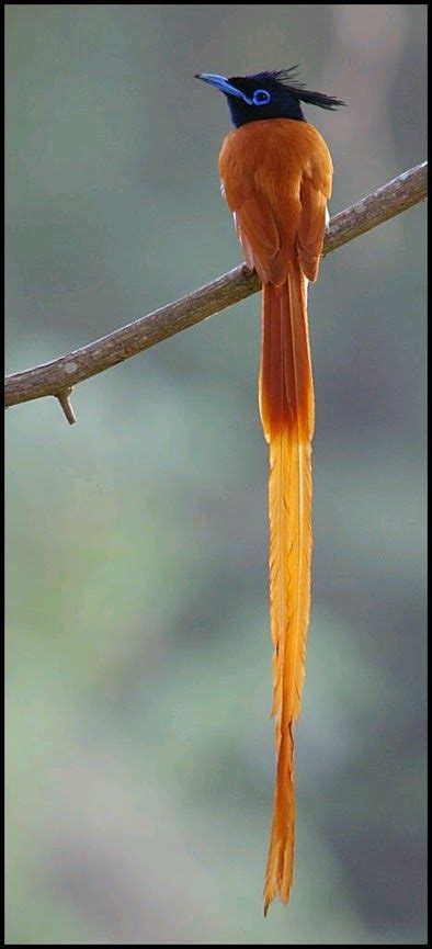 look at his long tail asian paradise flycatcher kinds of birds all birds love birds tropical
