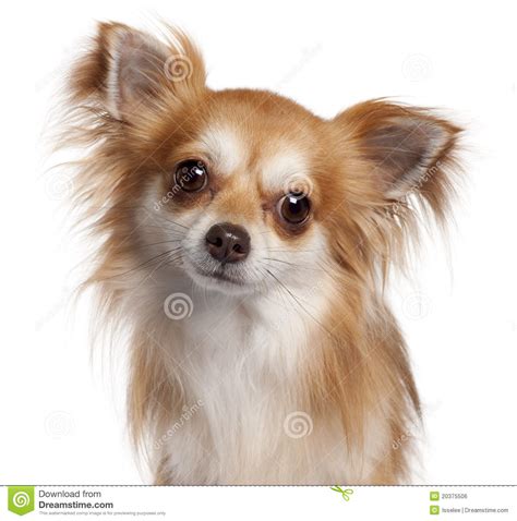 Primo Piano Della Chihuahua Anni Fotografia Stock Immagine Di Adorabile Isolato