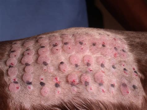 Is There An Allergy Test For Dogs