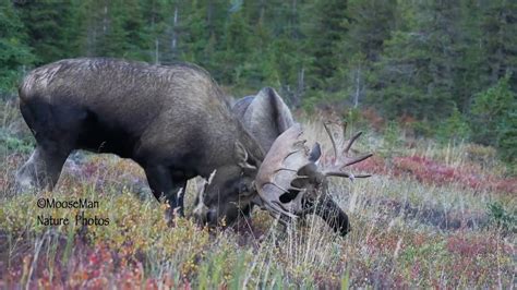 Aggressive Young Bull Moose Sparringfighting Youtube