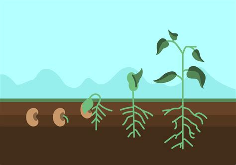 Vector Plant Growth Cycle 98600 Vector Art At Vecteezy