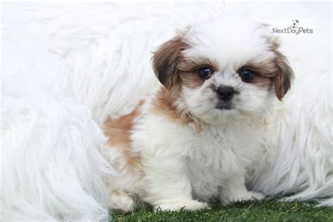 Baxter Shih Tzu Puppy For Sale Near Atlanta Georgia Cf4d6498 8e01