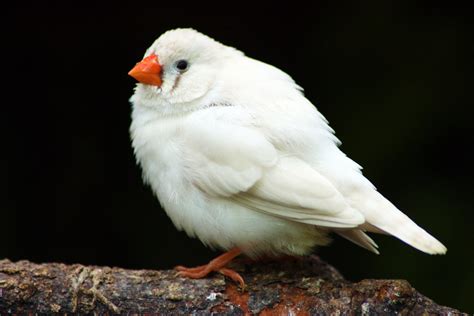 White Zebra Finch I Love These Cute Little Finchesseen Flickr