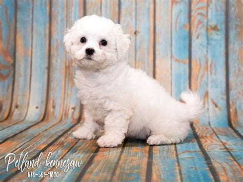 The peach state, or georgia is located in the southeastern us and has many dogs and puppies for sale. pozie: Bichon Frise Breeders In Atlanta Ga